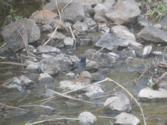Acridotheres fuscus