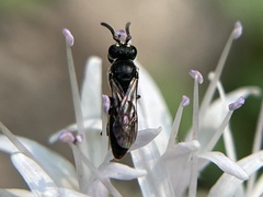 Hylaeus rudbeckiae