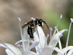 Hylaeus rudbeckiae