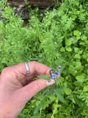 Cynoglossum australe