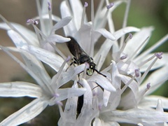 Hylaeus rudbeckiae