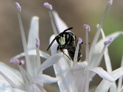 Hylaeus rudbeckiae