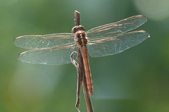 Orthemis ferruginea