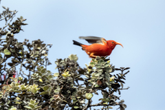 Drepanis coccinea