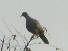 Streptopelia tranquebarica