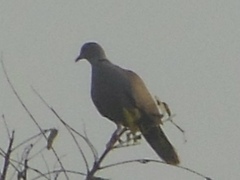 Streptopelia tranquebarica