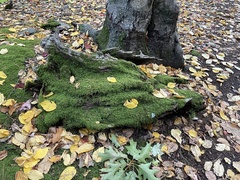 Dicranum montanum