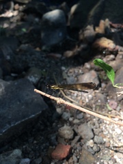 Heliocypha bisignata