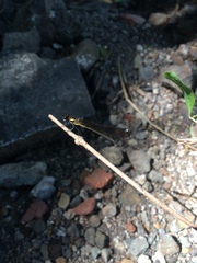 Heliocypha bisignata