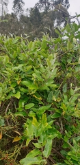Araujia sericifera