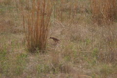 Chersomanes albofasciata
