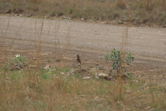 Chersomanes albofasciata