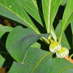 Edgeworthia chrysantha