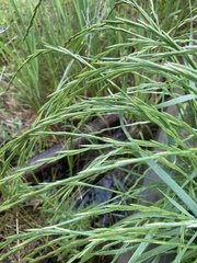 Festuca myuros