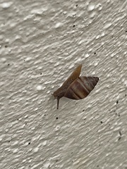 Bulimulus guadalupensis