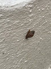 Bulimulus guadalupensis