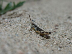 Melanoplus fasciatus