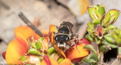 Andrenopsis