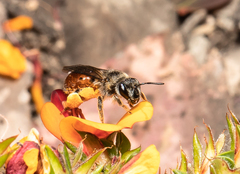Andrenopsis