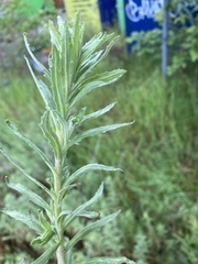 Epilobium hirtigerum