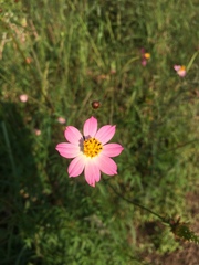 Cosmos caudatus