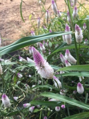 Celosia argentea