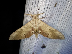 Marumba sperchius sperchius