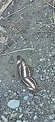 Neptis