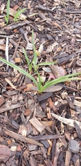 Dianella amoena