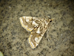 Paracymoriza prodigalis