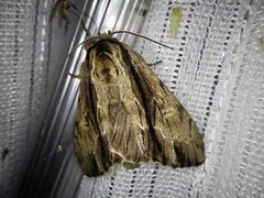 Shaka atrovittatus