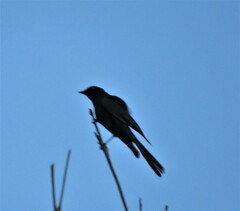 Melaenornis pammelaina