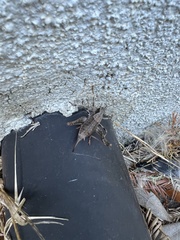 Tettigoniinae