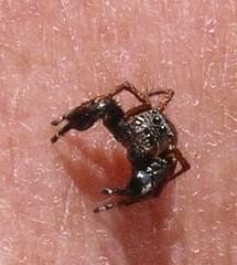 Habronattus oregonensis