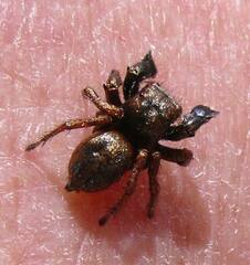 Habronattus oregonensis