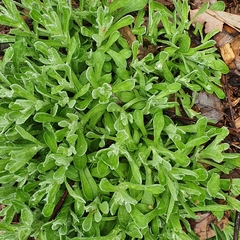 Chrysocephalum apiculatum
