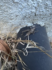 Tettigoniinae
