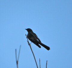 Melaenornis pammelaina