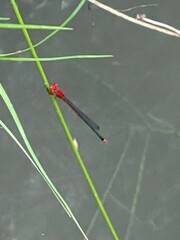 Pseudagrion pilidorsum