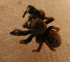 Habronattus oregonensis