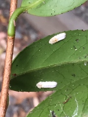 Pulvinaria camelicola