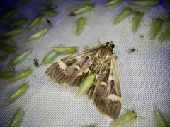 Herpetogramma luctuosalis