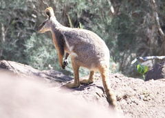 Petrogale xanthopus