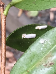 Pulvinaria camelicola