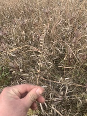 Bouteloua curtipendula
