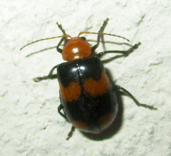 Sonchia sternalis
