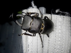 Dorcus rectus rectus