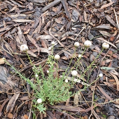 Rhodanthe anthemoides