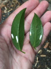 Pulvinaria camelicola