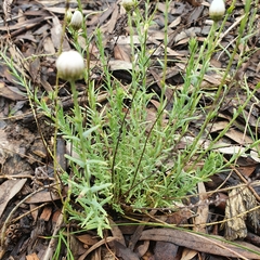 Rhodanthe anthemoides